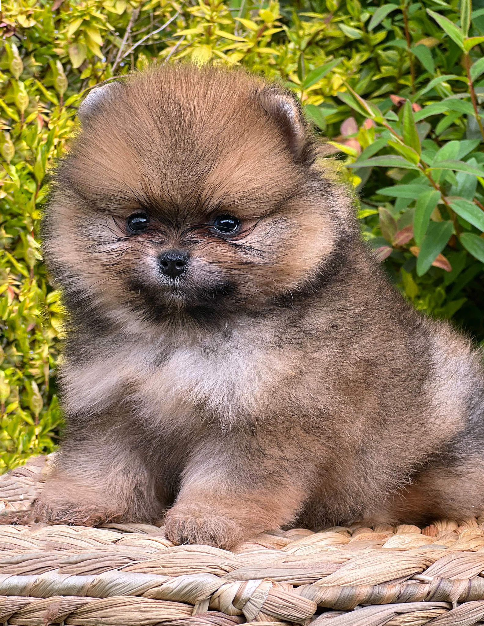 Pomeranian Puppy